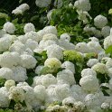 Hydrangea arborescens 'Annbelle' fleur